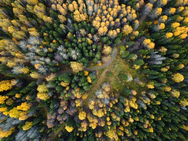 Autumn forest aerial drone view. — Stock Photo, Image