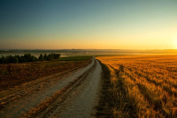 Camino cerca del campo de centeno al amanecer — Foto de Stock