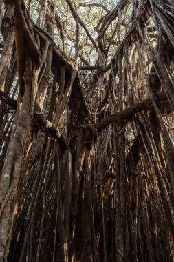 Büyük banyan çalılıkları Hindistan.