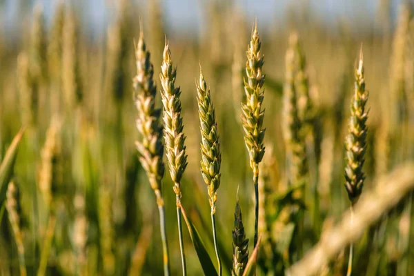 Wheat field and countryside scenery — Stock Photo, Image