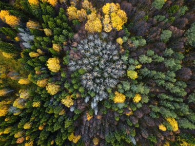Sonbahar ormanı insansız hava aracı görüntüsü.