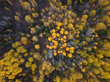 Sonbahar ormanı insansız hava aracı görüntüsü.