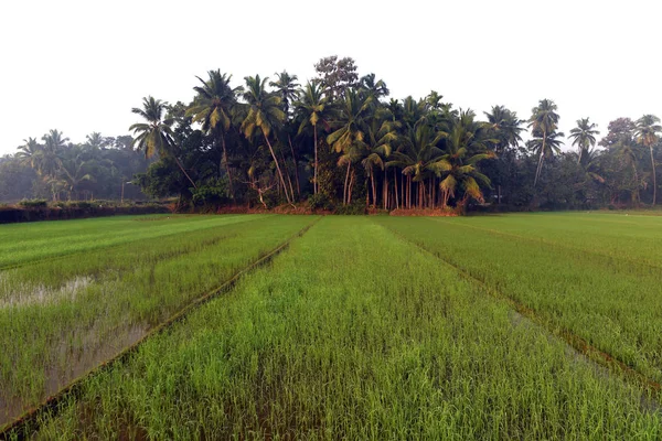 Campo verde de arroz na Índia — Fotografia de Stock