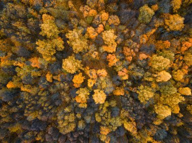 Sonbahar ormanı insansız hava aracı görüntüsü.