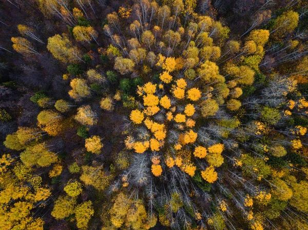 Höstskog antenn drönare vy. — Stockfoto