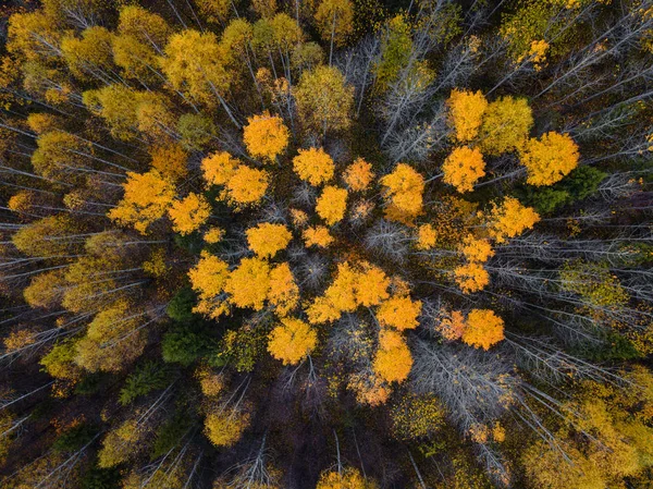 Höstskog antenn drönare vy. — Stockfoto