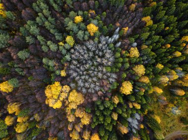 Sonbahar ormanı insansız hava aracı görüntüsü.