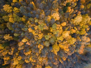 Sonbahar ormanı insansız hava aracı görüntüsü.