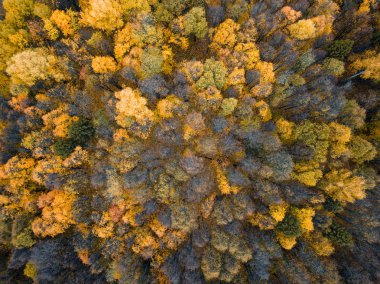 Sonbahar ormanı insansız hava aracı görüntüsü.