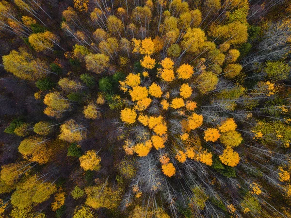 Höstskog antenn drönare vy. — Stockfoto