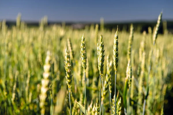 Vetefält och landskap på landsbygden — Stockfoto