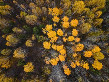 Sonbahar ormanı insansız hava aracı görüntüsü.