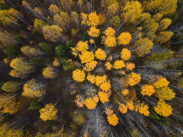 Höstskog antenn drönare vy. — Stockfoto