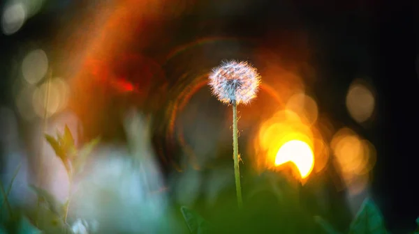 Macro of a single white dandelion in nature. — Stock Photo, Image