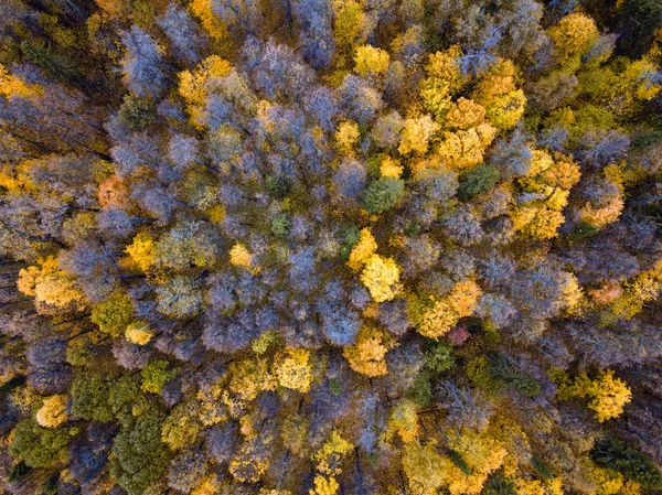 Höstskog antenn drönare vy. — Stockfoto