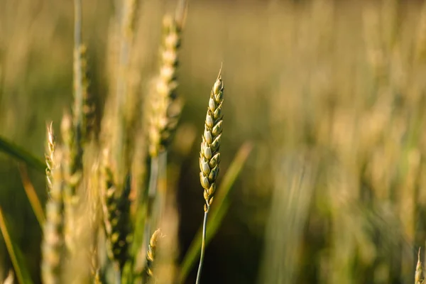 Buğday tarlası ve kırsal alan — Stok fotoğraf