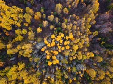 Sonbahar ormanı insansız hava aracı görüntüsü.