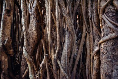 Banyan ağacı dalı arka plan