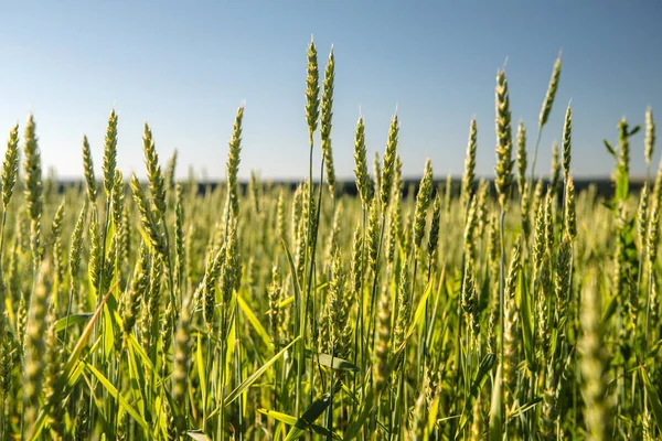 Vetefält och landskap på landsbygden — Stockfoto