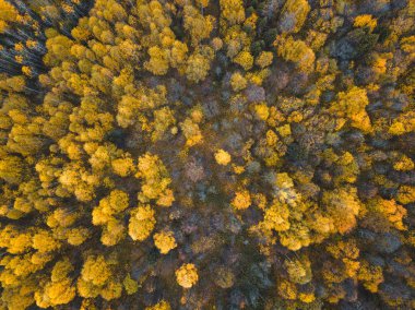 Sonbahar ormanı insansız hava aracı görüntüsü.