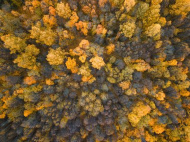 Sonbahar ormanı insansız hava aracı görüntüsü.