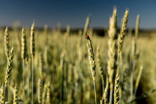 Vetefält med en nyckelpiga och landsbygd landskap. — Stockfoto