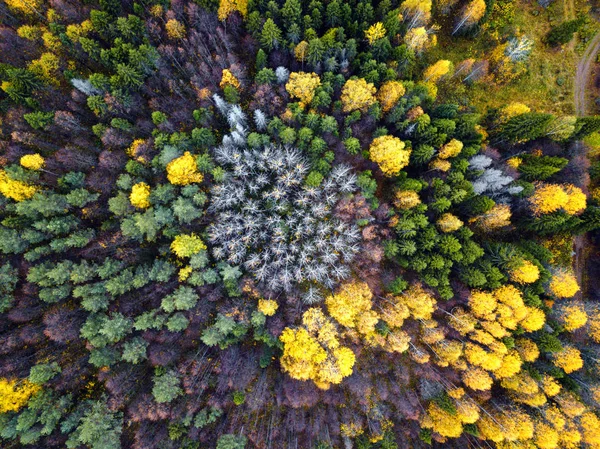 Höstskog antenn drönare vy. — Stockfoto