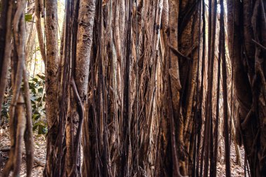 Banyan ağacı dalı arka plan