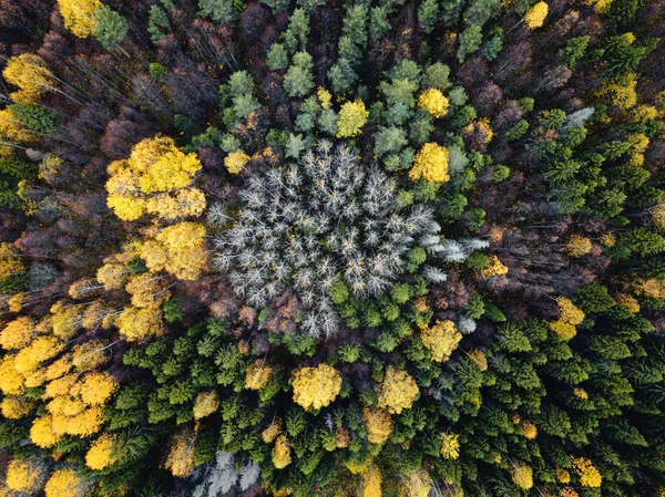 Höstskog antenn drönare vy. — Stockfoto