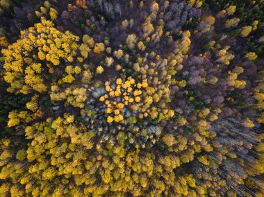 Sonbahar ormanı insansız hava aracı görüntüsü.