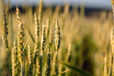 Buğday tarlası ve kırsal alan
