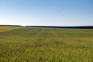 Buğday tarlası ve kırsal alan
