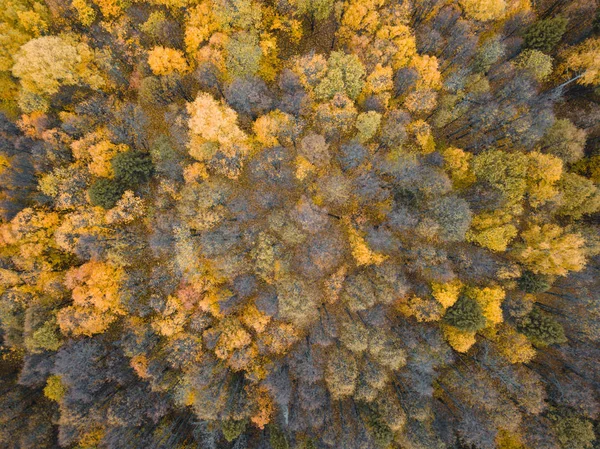 Höstskog antenn drönare vy. — Stockfoto