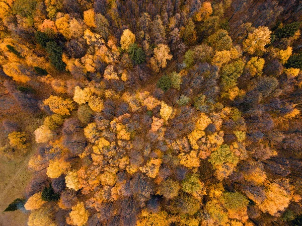 Höstskog antenn drönare vy. — Stockfoto