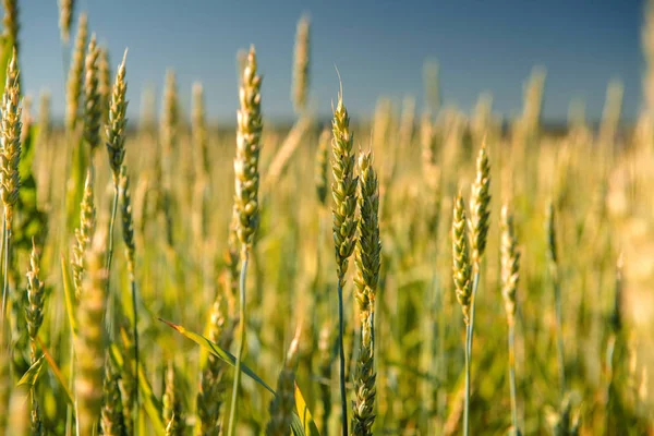 Vetefält och landskap på landsbygden — Stockfoto