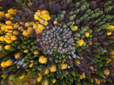 Sonbahar ormanı insansız hava aracı görüntüsü.