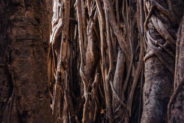 Banyan ağacı dalı arka plan