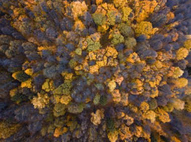 Sonbahar ormanı insansız hava aracı görüntüsü.