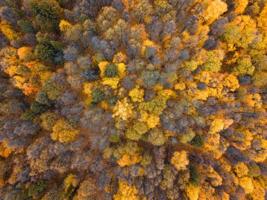 Sonbahar ormanı insansız hava aracı görüntüsü.