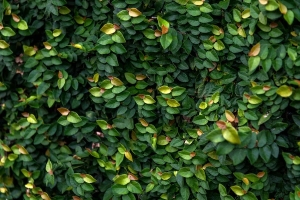 Fond floristique. feuilles vertes . — Photo