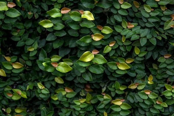 花屋の背景。緑の葉. — ストック写真
