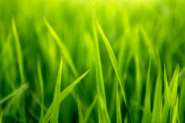 Arroz no campo. Folhas verdes . — Fotografia de Stock