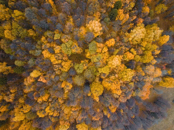 Autumn forest aerial drone view. — Stock Photo, Image