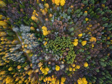 Sonbahar ormanı insansız hava aracı görüntüsü.