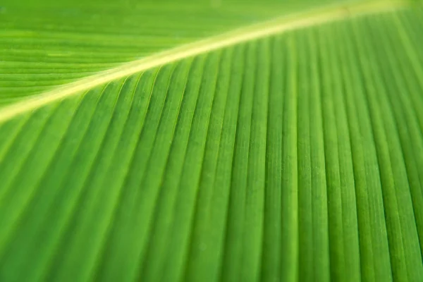 Palm leave background. Close-up — Stock Photo, Image