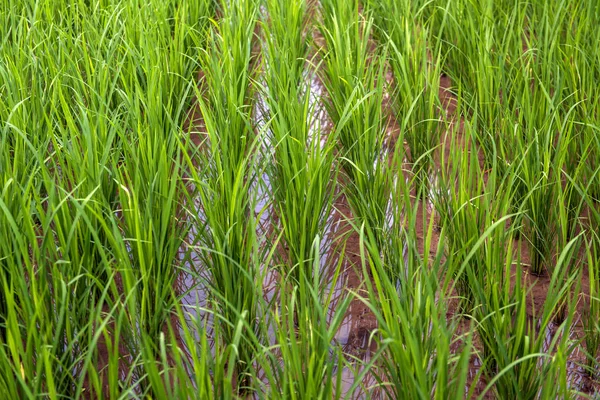 Rice on field. Green leaves. — Stock Photo, Image