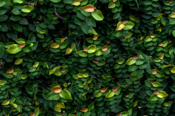 花屋の背景。緑の葉. — ストック写真