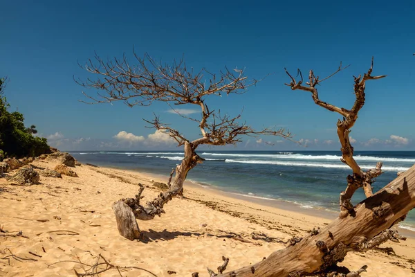 Beautiful dry tree on beach. — Stock Photo, Image
