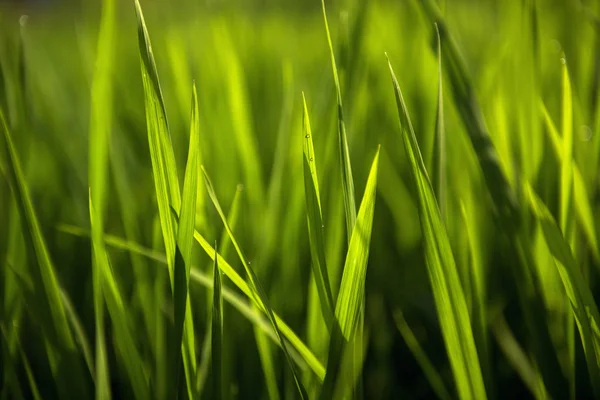 필드에 쌀. 녹색 나뭇잎 배경 — 스톡 사진