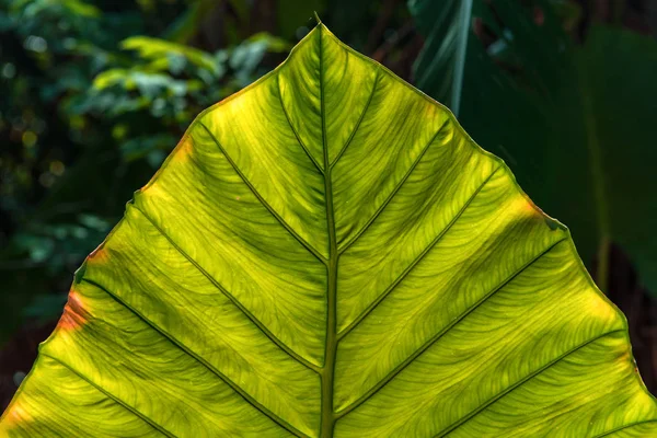 Tropical green leave plant background — Stock Photo, Image